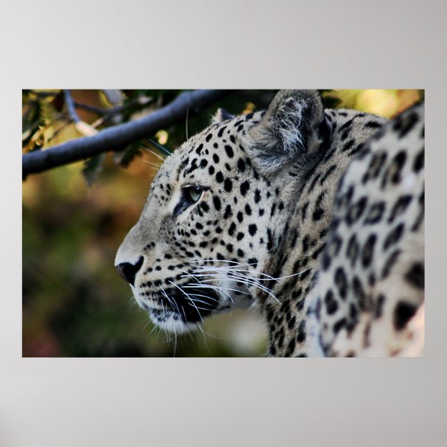 Leopard - Animal Poster (Front)