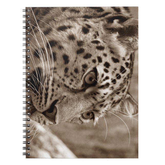 leopard, animal, safari notebook (Front)