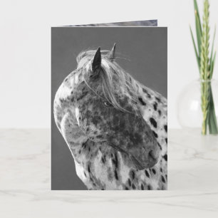 Leopard Appaloosa Horse Greeting Card