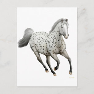 Leopard Appaloosa Horse Postcard