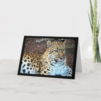 Leopard at Rest Card