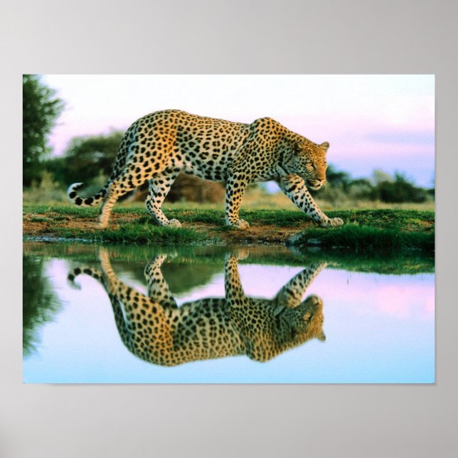 Leopard  at Water Poster (Front)