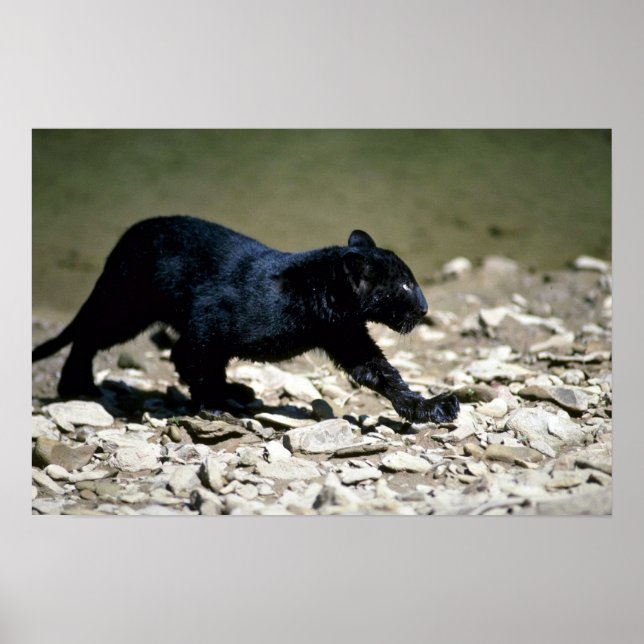 Leopard-black phase-cub (wet from river) poster (Front)