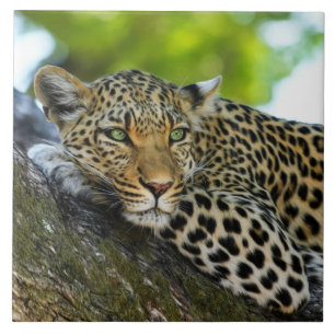 Leopard Ceramic Tile