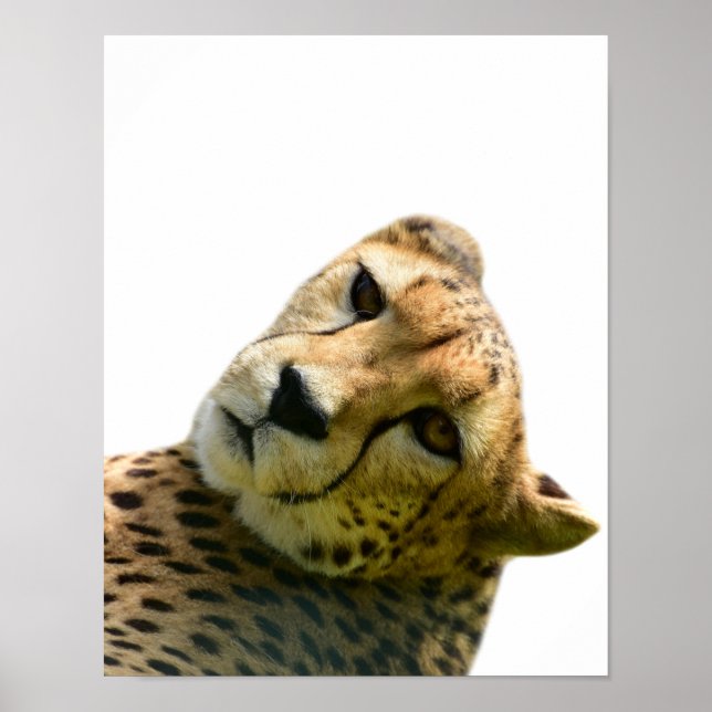 Leopard cheetah wild jungle animal photo poster (Front)
