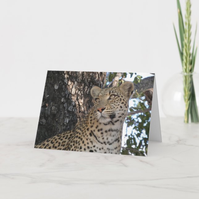 LEOPARD CLOSE-UP  CARD (Front)