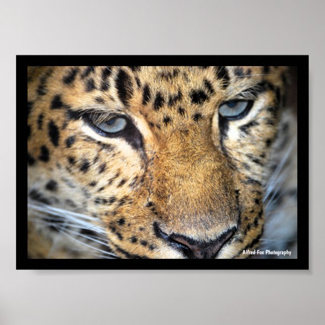 Leopard Close Up Poster (Front)