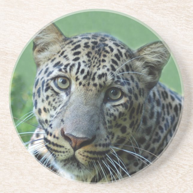 Leopard Coaster (Front)