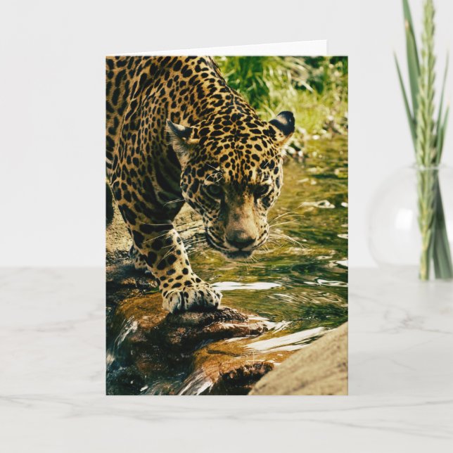 Leopard Crossing a Stream Photograph Card (Front)