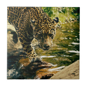 Leopard Crossing a Stream Photograph Ceramic Tile