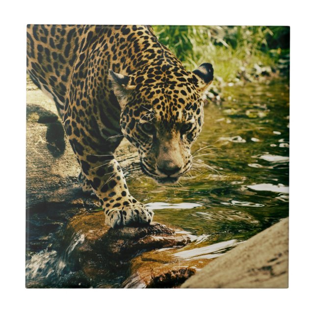 Leopard Crossing a Stream Photograph Ceramic Tile (Front)