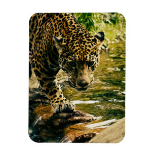 Leopard Crossing a Stream Photograph Magnet