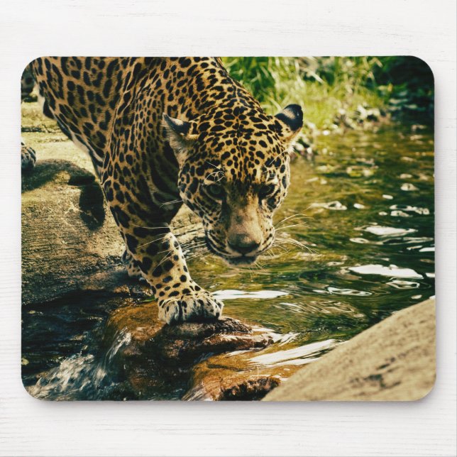 Leopard Crossing a Stream Photograph Mouse Pad (Front)