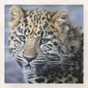 Leopard Cub Glass Coaster