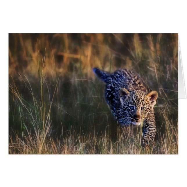 Leopard Cub Panthera Pardus (Front Horizontal)