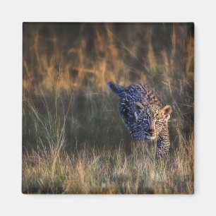 Leopard Cub Panthera Pardus Magnet