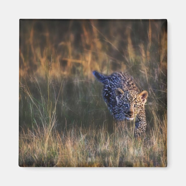 Leopard Cub Panthera Pardus Magnet (Front)
