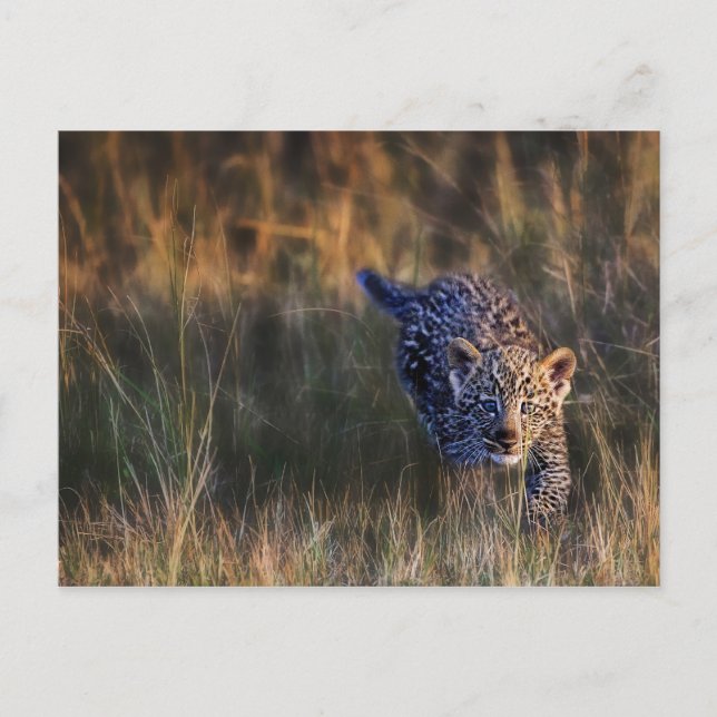 Leopard Cub Panthera Pardus Postcard (Front)