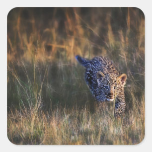 Leopard Cub Panthera Pardus Square Sticker