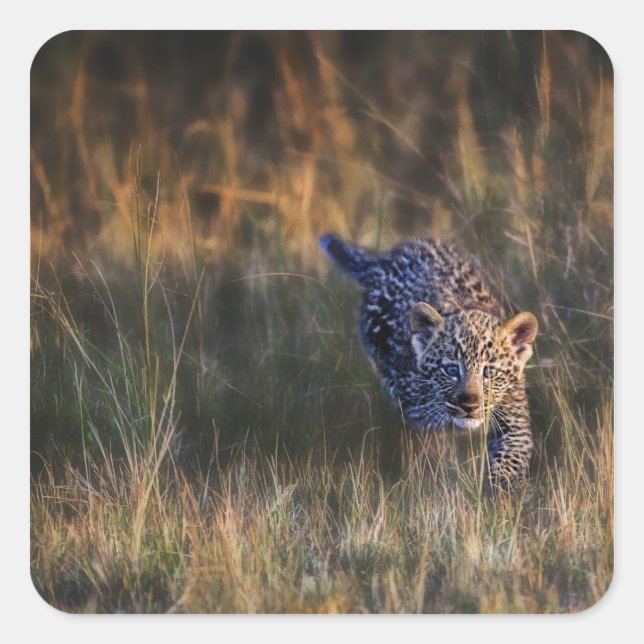 Leopard Cub Panthera Pardus Square Sticker (Front)