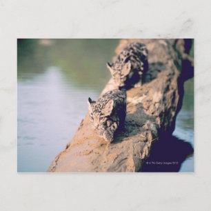 Leopard cubs on log postcard
