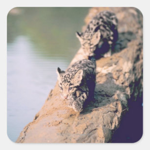 Leopard cubs on log square sticker