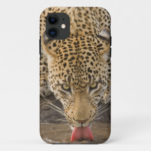 Leopard drinking, Greater Kruger National Park, Case-Mate iPhone Case