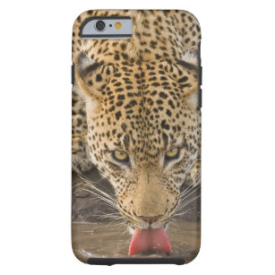 Leopard drinking, Greater Kruger National Park, Tough iPhone 6 Case