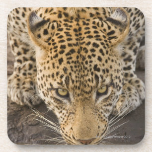 Leopard drinking, Greater Kruger National Park, Coaster