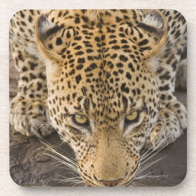 Leopard drinking, Greater Kruger National Park, Coaster (Front)