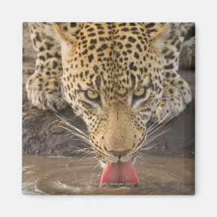 Leopard drinking, Greater Kruger National Park, Magnet
