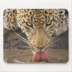 Leopard drinking, Greater Kruger National Park, Mouse Pad