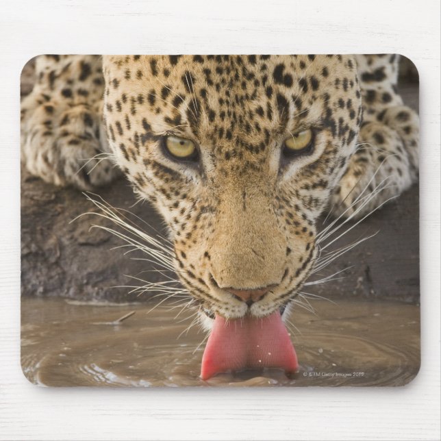 Leopard drinking, Greater Kruger National Park, Mouse Pad (Front)