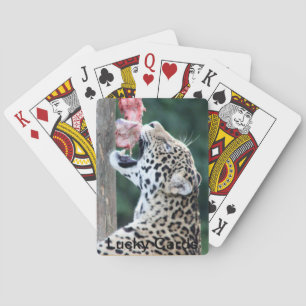 Leopard Eating Playing Cards