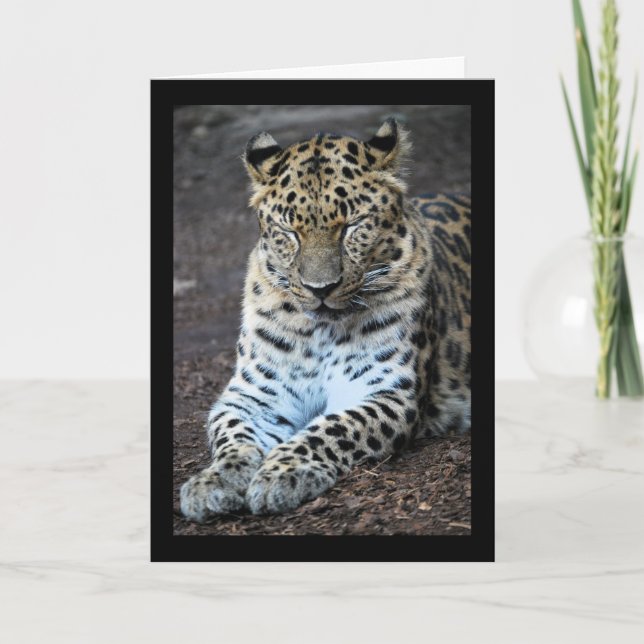 Leopard Eyes Shut Card (Front)