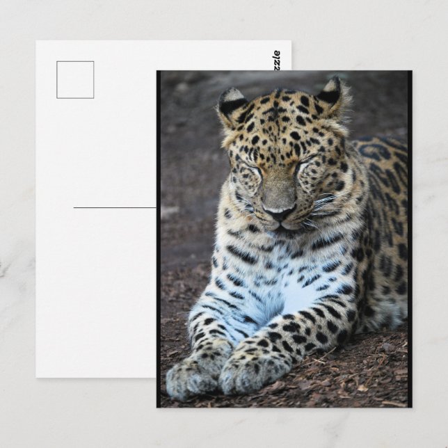 Leopard Eyes Shut Postcard (Front/Back)