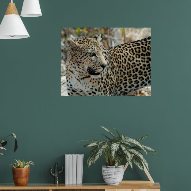 Leopard Face Side View Poster (Living Room 1)