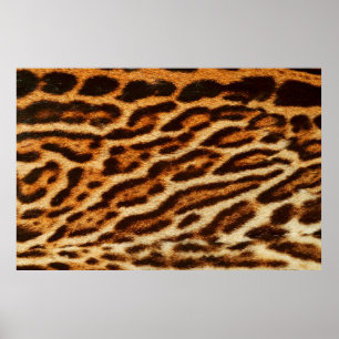 Leopard fur textures. Animal print