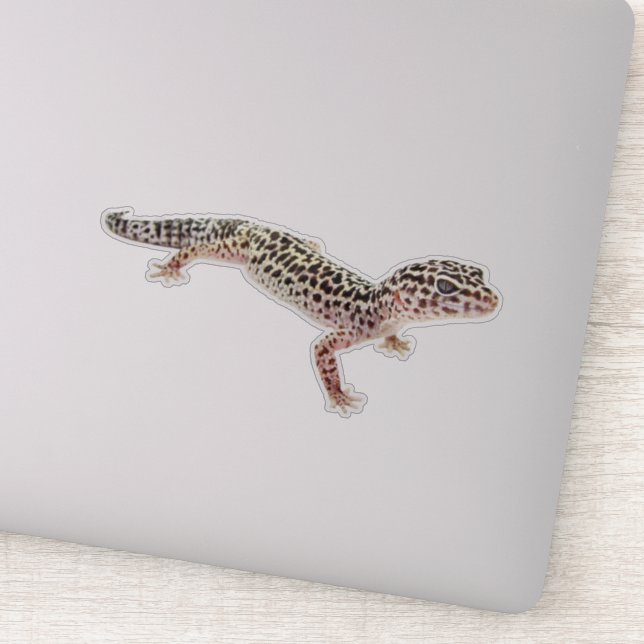Leopard Gecko (Detail)