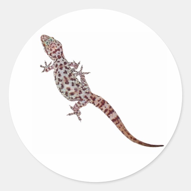 Leopard Gecko Classic Round Sticker (Front)