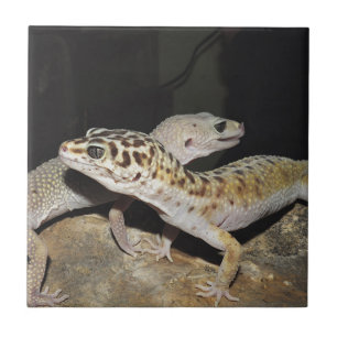Leopard gecko design for all! ceramic tile