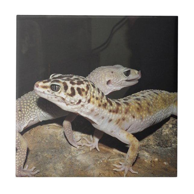Leopard gecko design for all! ceramic tile (Front)