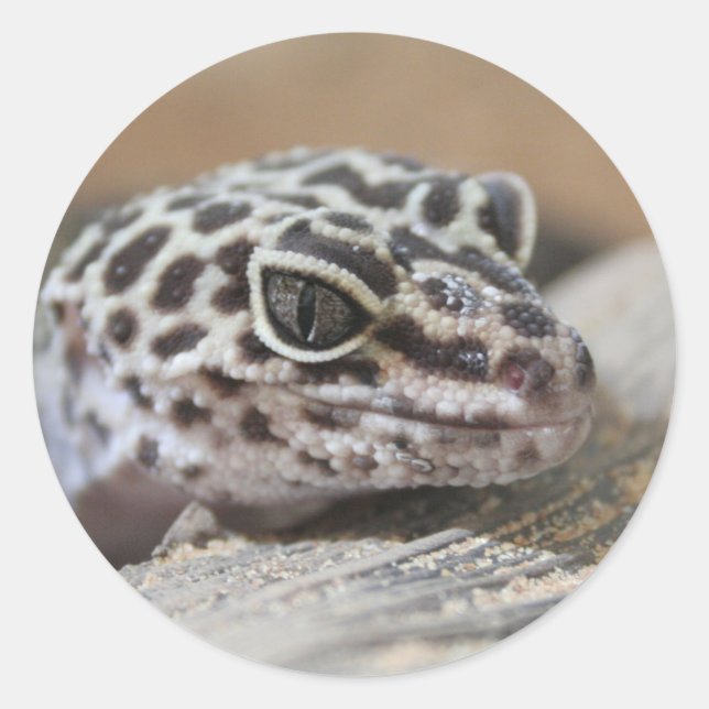 Leopard Gecko Eyes Mouth  Face Close Up Classic Round Sticker (Front)