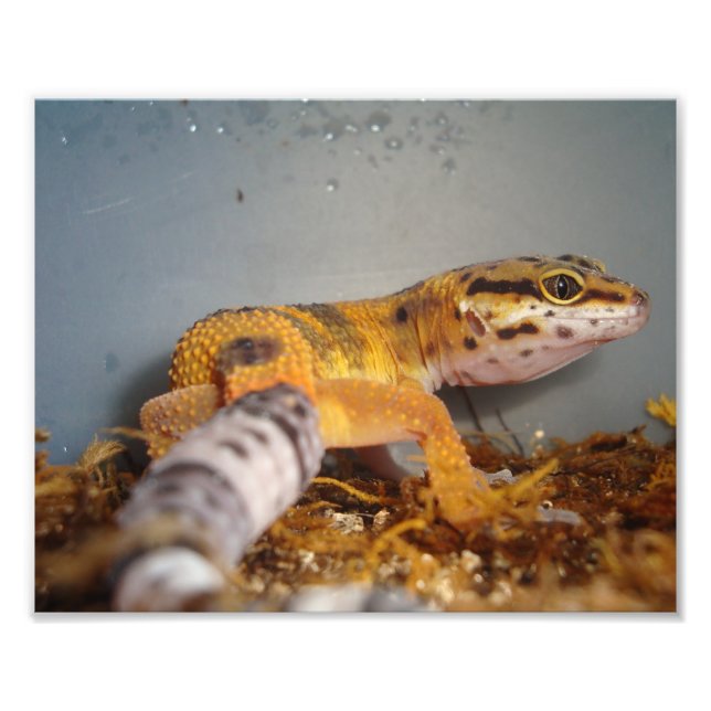Leopard Gecko Photo Print (Front)