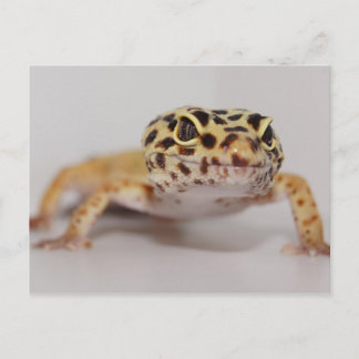 Leopard Gecko Postcard