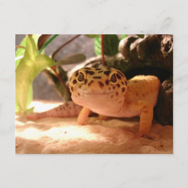 Leopard Gecko Postcard (Front)