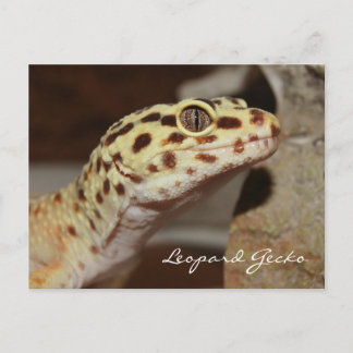 Leopard Gecko Postcard