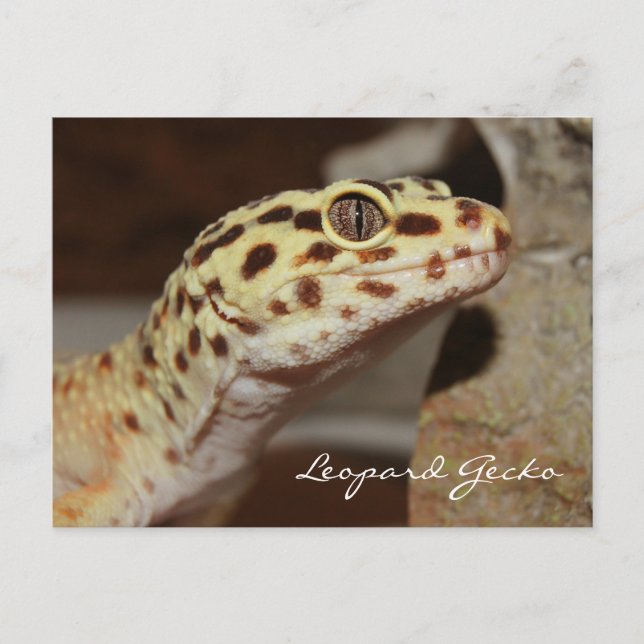 Leopard Gecko Postcard (Front)