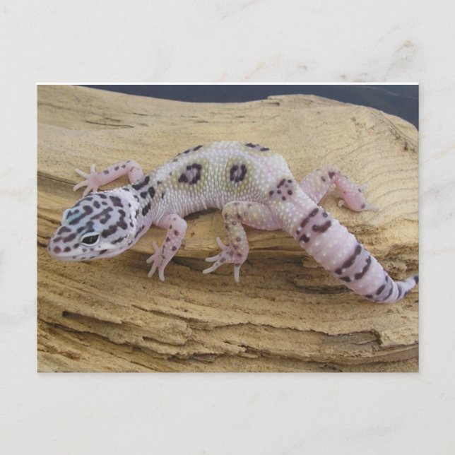 Leopard Gecko Postcard (Front)