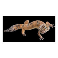 Leopard Gecko